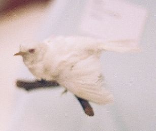   ::   7