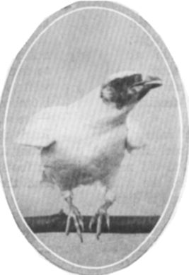   ::   26