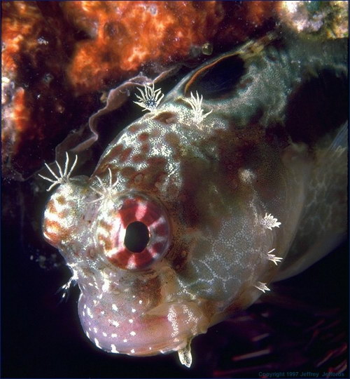   ::     11