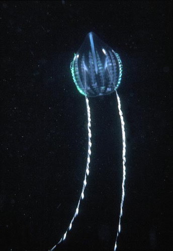   ::   7