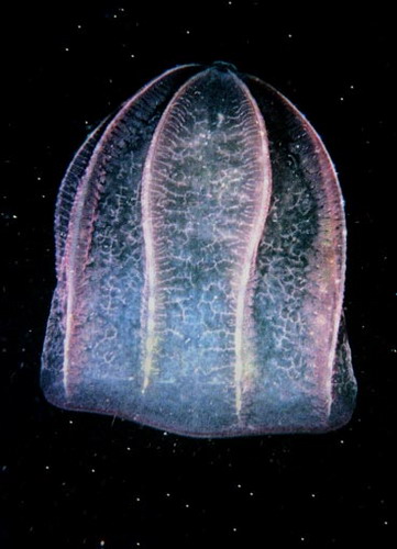   ::   11