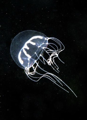   ::   31