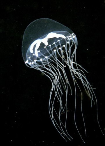   ::   37
