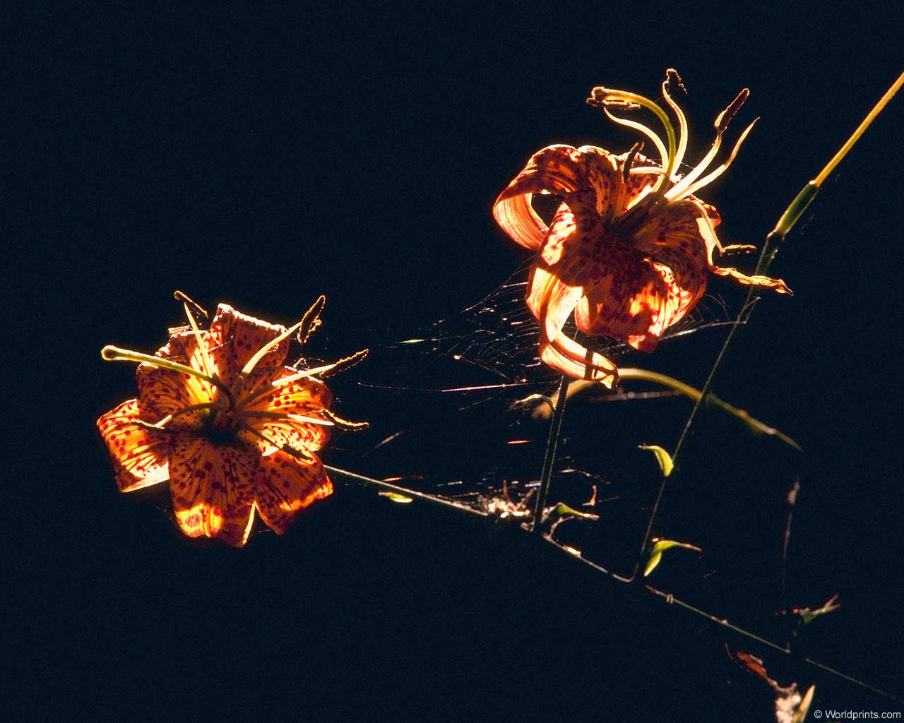     ::     ::  1