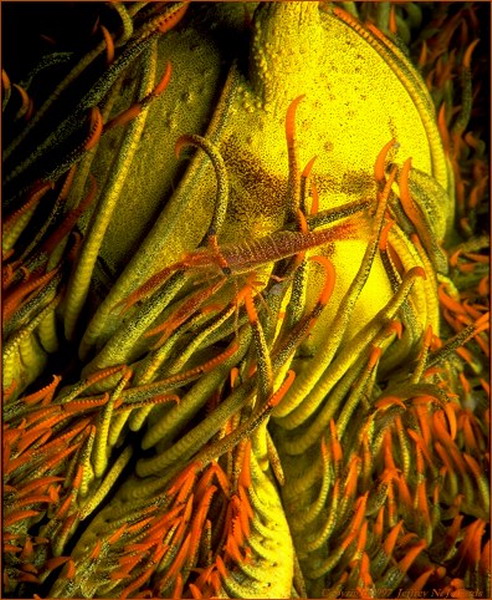   ::    46