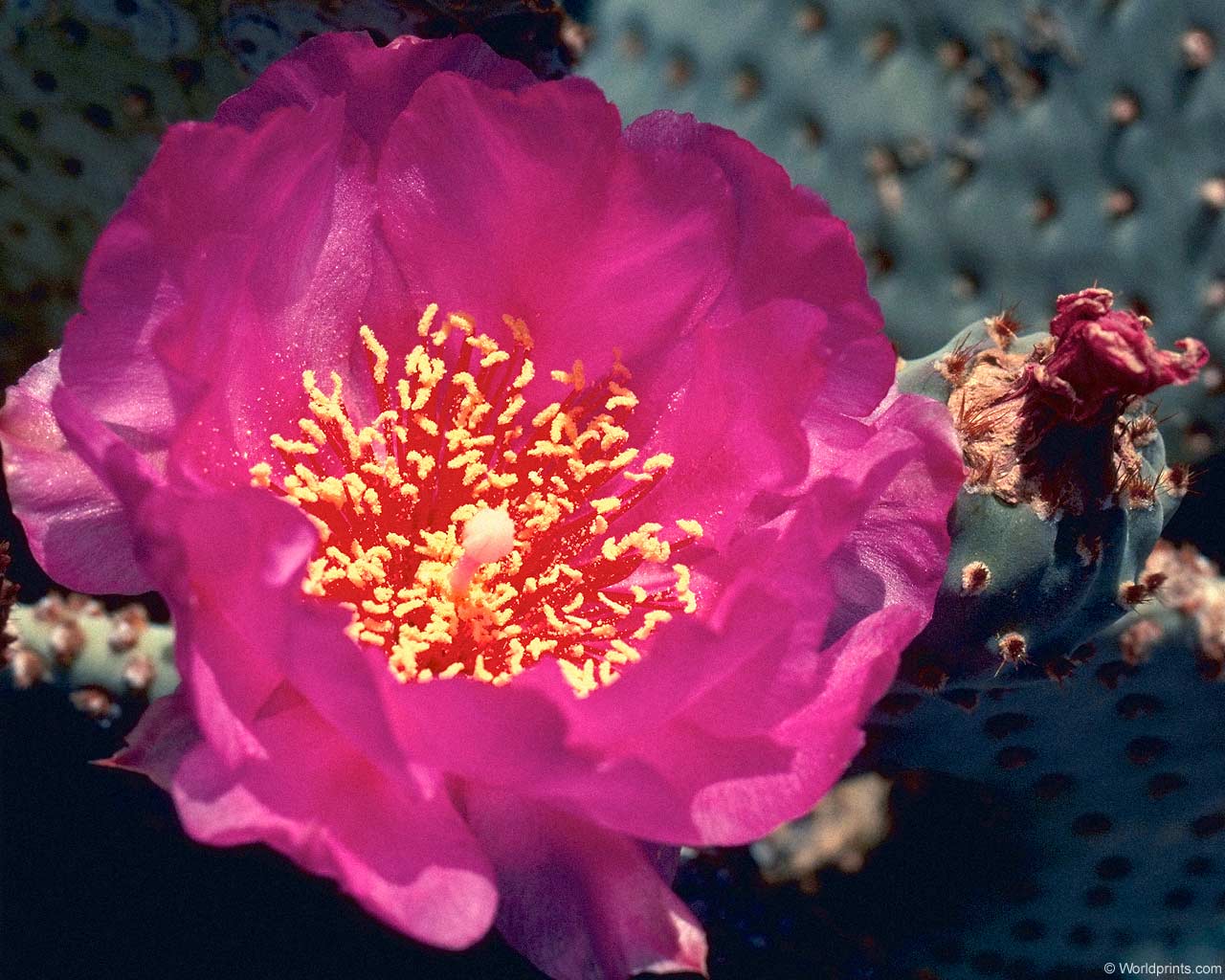     ::  ::  1