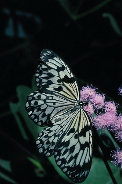   ::   15