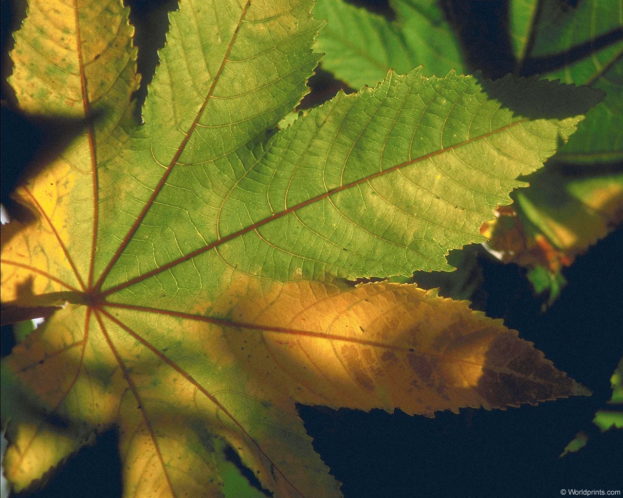     ::   ::  1