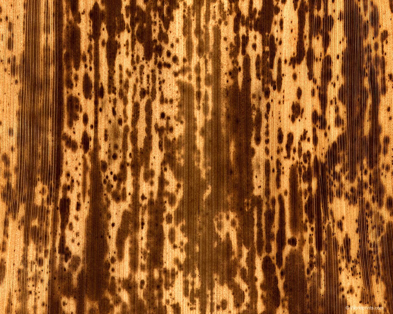     ::   ::  1