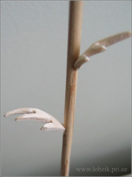   ::    4
