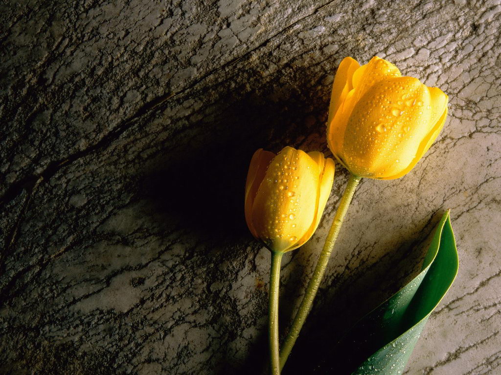     :: Wallpapers ::  1