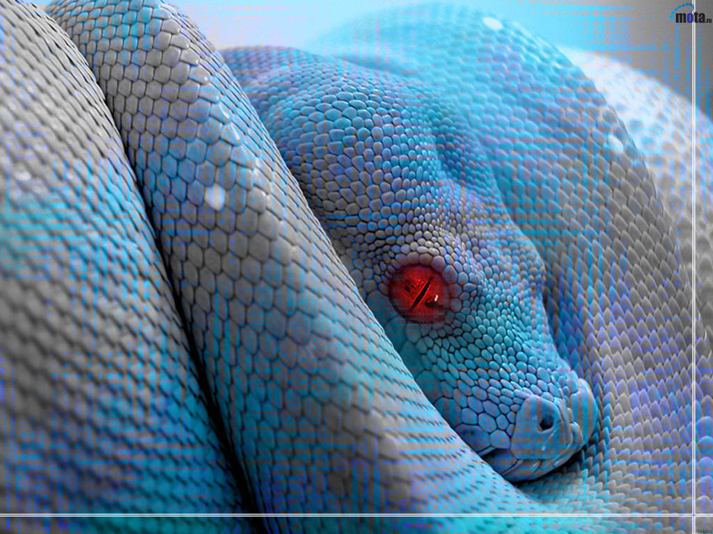     :: Wallpapers ::  1