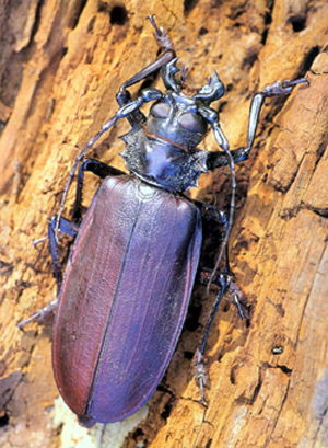 Фотографии животных :: Дровосек-титан Titanus giganteus