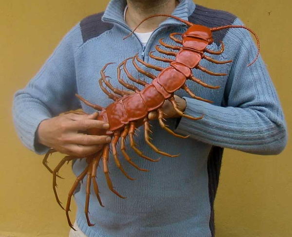   ::    5