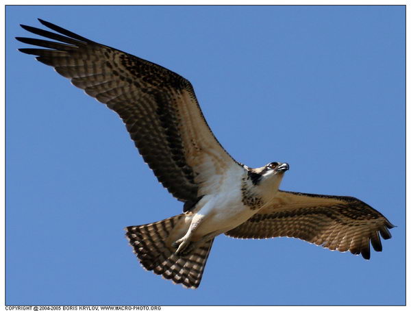   ::  (Pandion haliaetus)  1