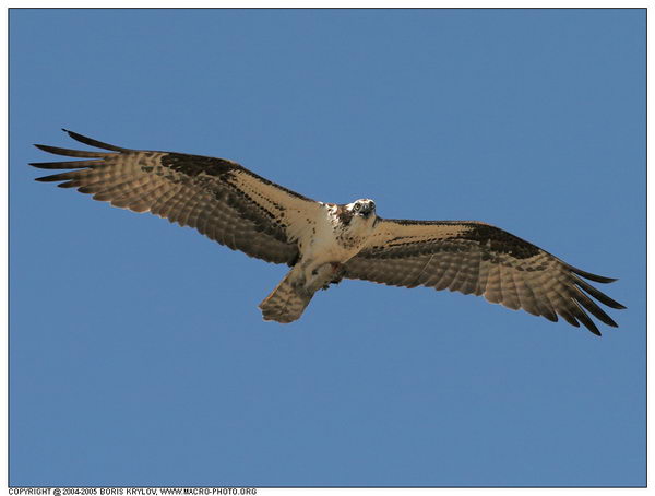  ::  (Pandion haliaetus)  2
