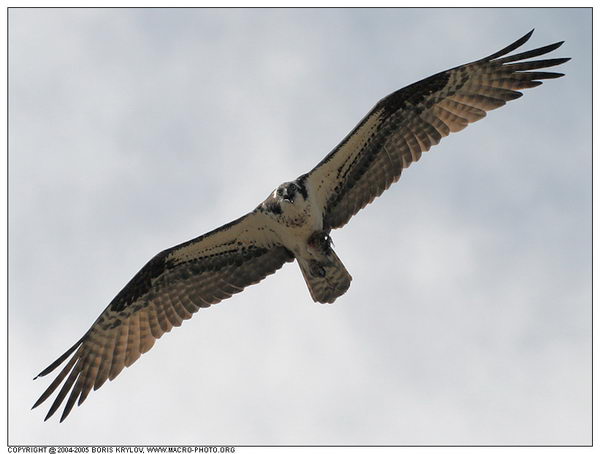   ::  (Pandion haliaetus)  3