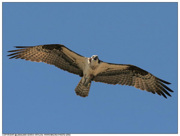   ::  (Pandion haliaetus)  4