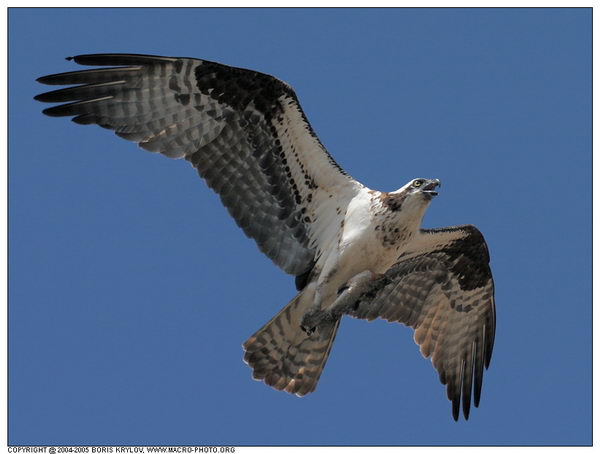   ::  (Pandion haliaetus)  5