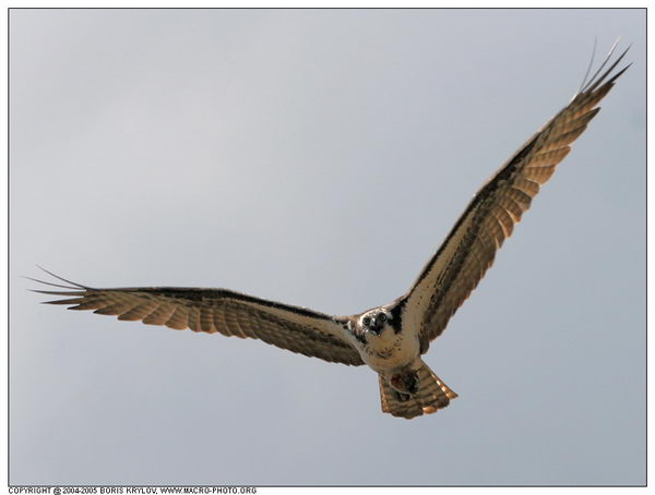   ::  (Pandion haliaetus)  6