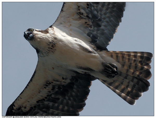   ::  (Pandion haliaetus)  7