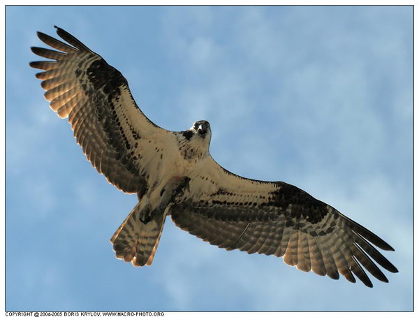  ::  (Pandion haliaetus)  8