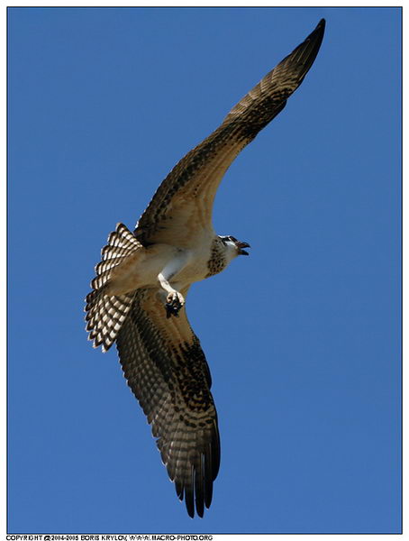   ::  (Pandion haliaetus)  10