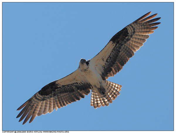   ::  (Pandion haliaetus)  11