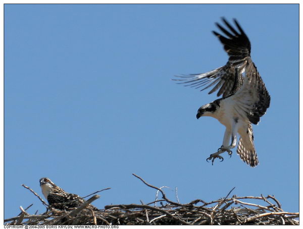   ::  (Pandion haliaetus)  13