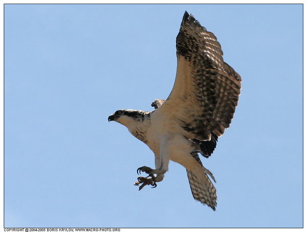   ::  (Pandion haliaetus)  14