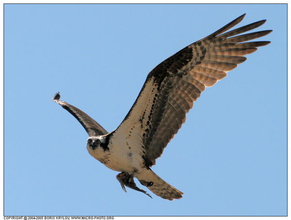   ::  (Pandion haliaetus)  15