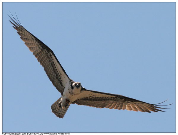   ::  (Pandion haliaetus)  16
