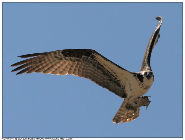   ::  (Pandion haliaetus)  17