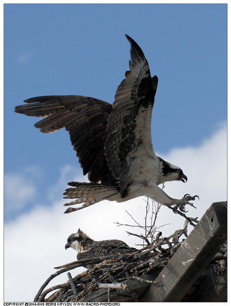 Фотографии животных :: Скопа (Pandion haliaetus)