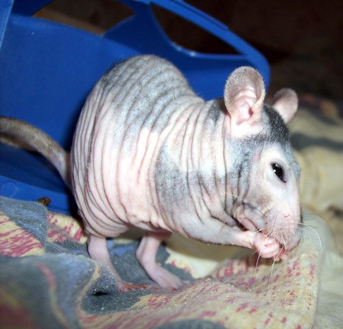   ::    3