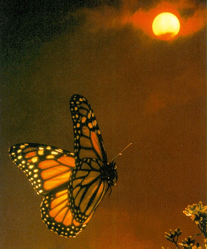   ::  ::  1