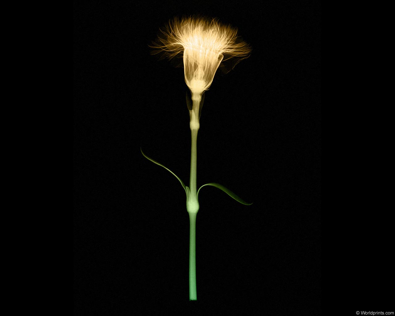  :: X-RAY -  ::  1