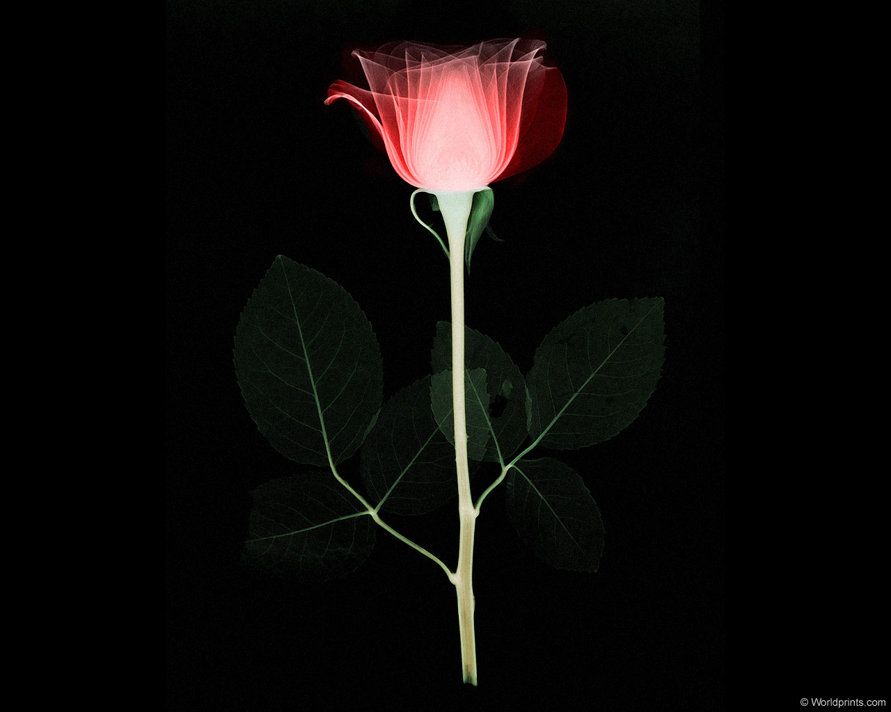  :: X-RAY -  ::  1