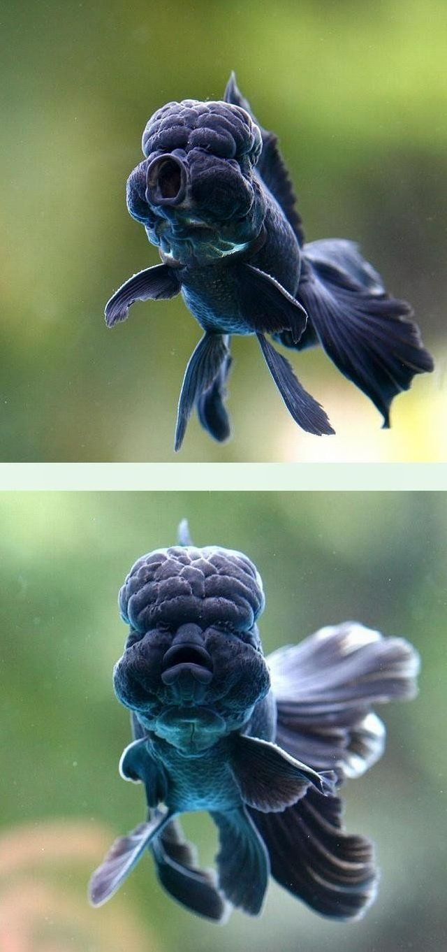  ::  1
