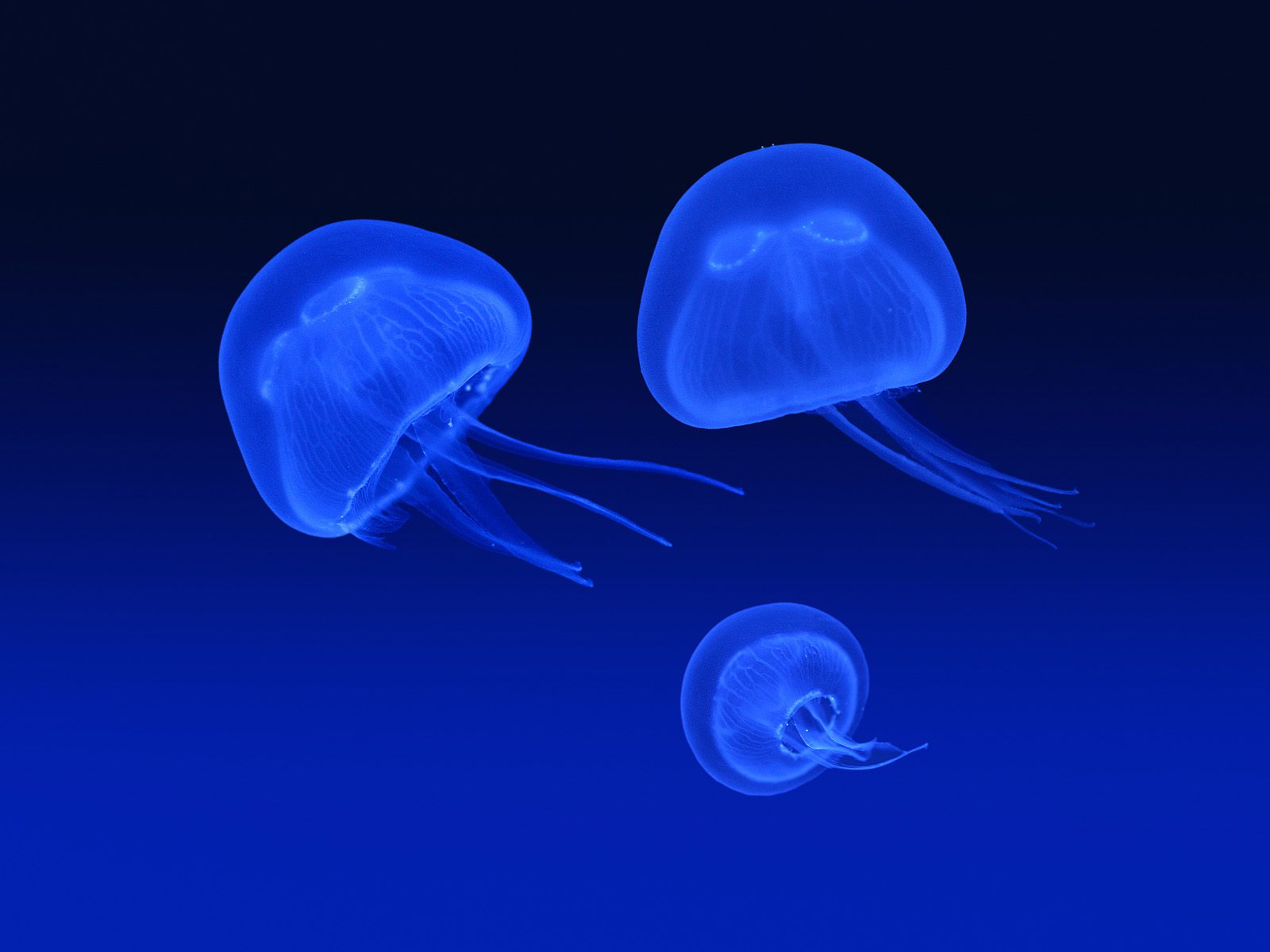     ::  ::  1