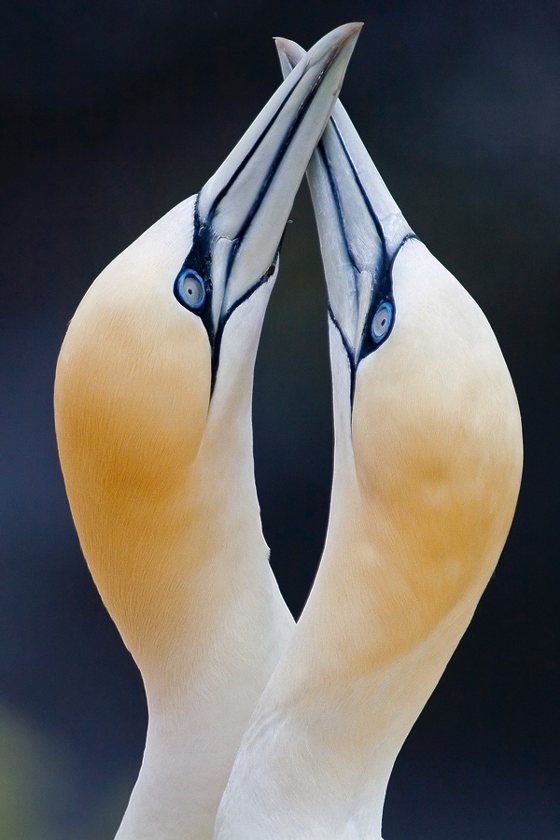   ::  1