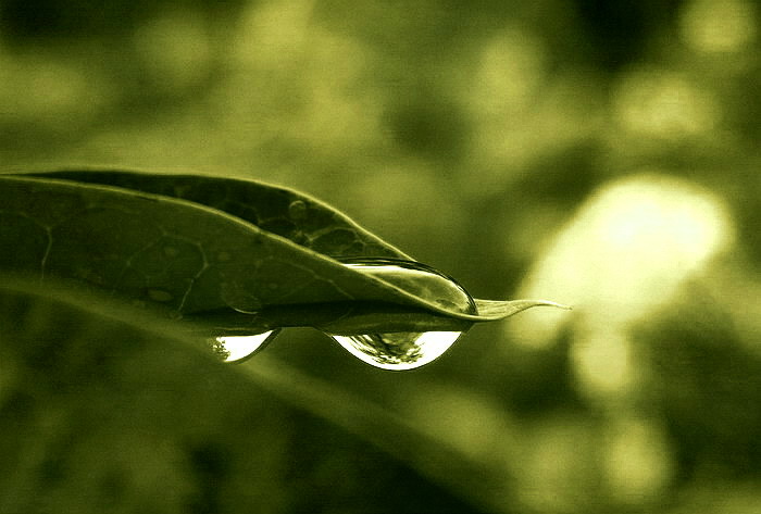  ::   Chan Chen ::  1