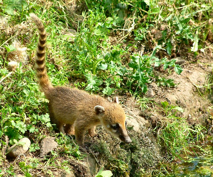   ::  (coati) ::  1
