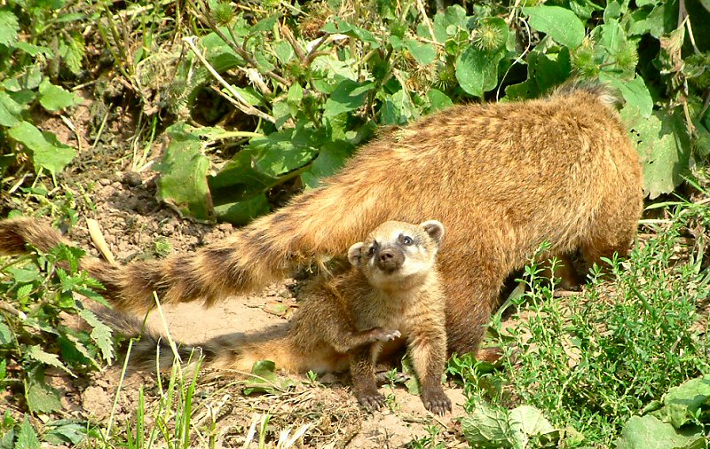   ::  (coati) ::  1