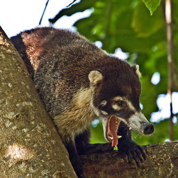   ::  (coati) ::  1