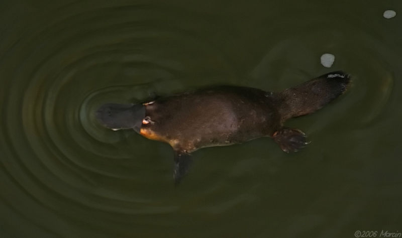  (Ornithorhynchus anatinus) ::  1