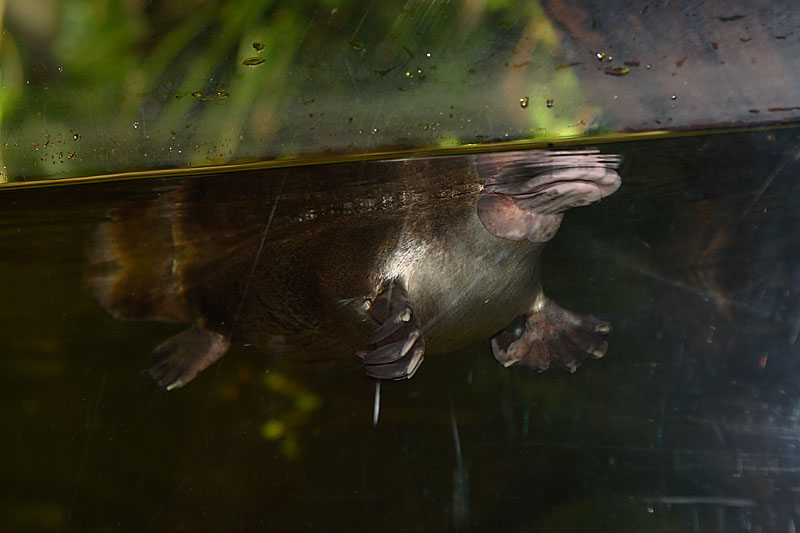  (Ornithorhynchus anatinus) ::  1
