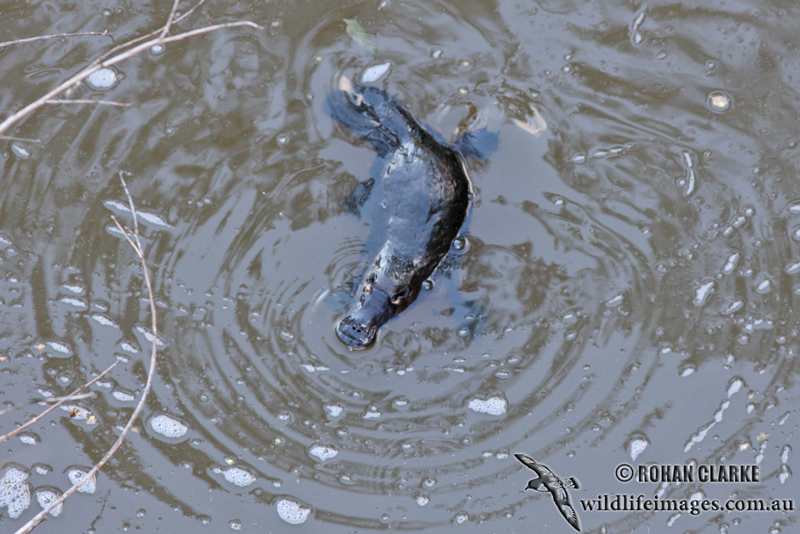  (Ornithorhynchus anatinus) ::  1