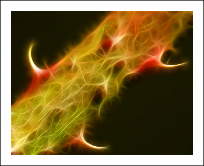  :: Fractalius art ::  1