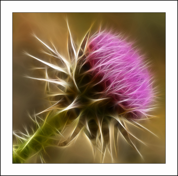  :: Fractalius art ::  1